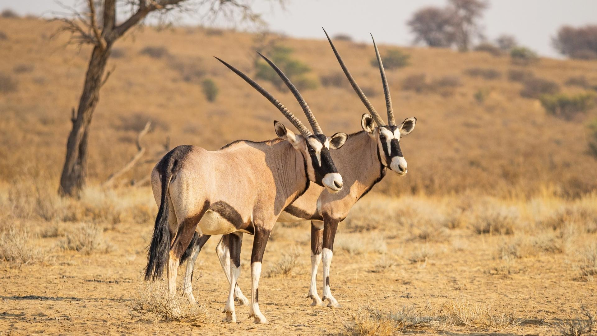 Oryx - Kalahari Desert - Botswana