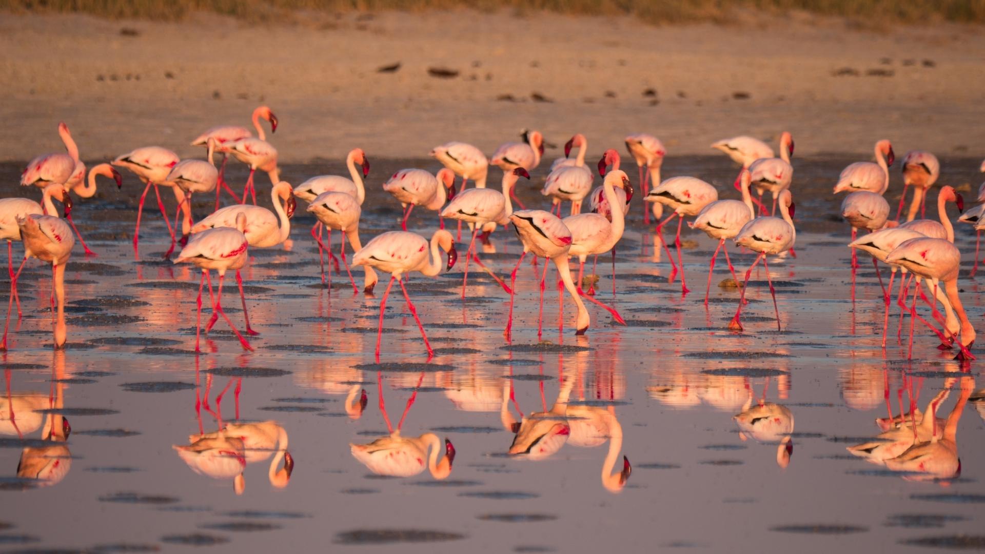 Flamingos at Makgadikgadi Pans in rainy season - Botswana