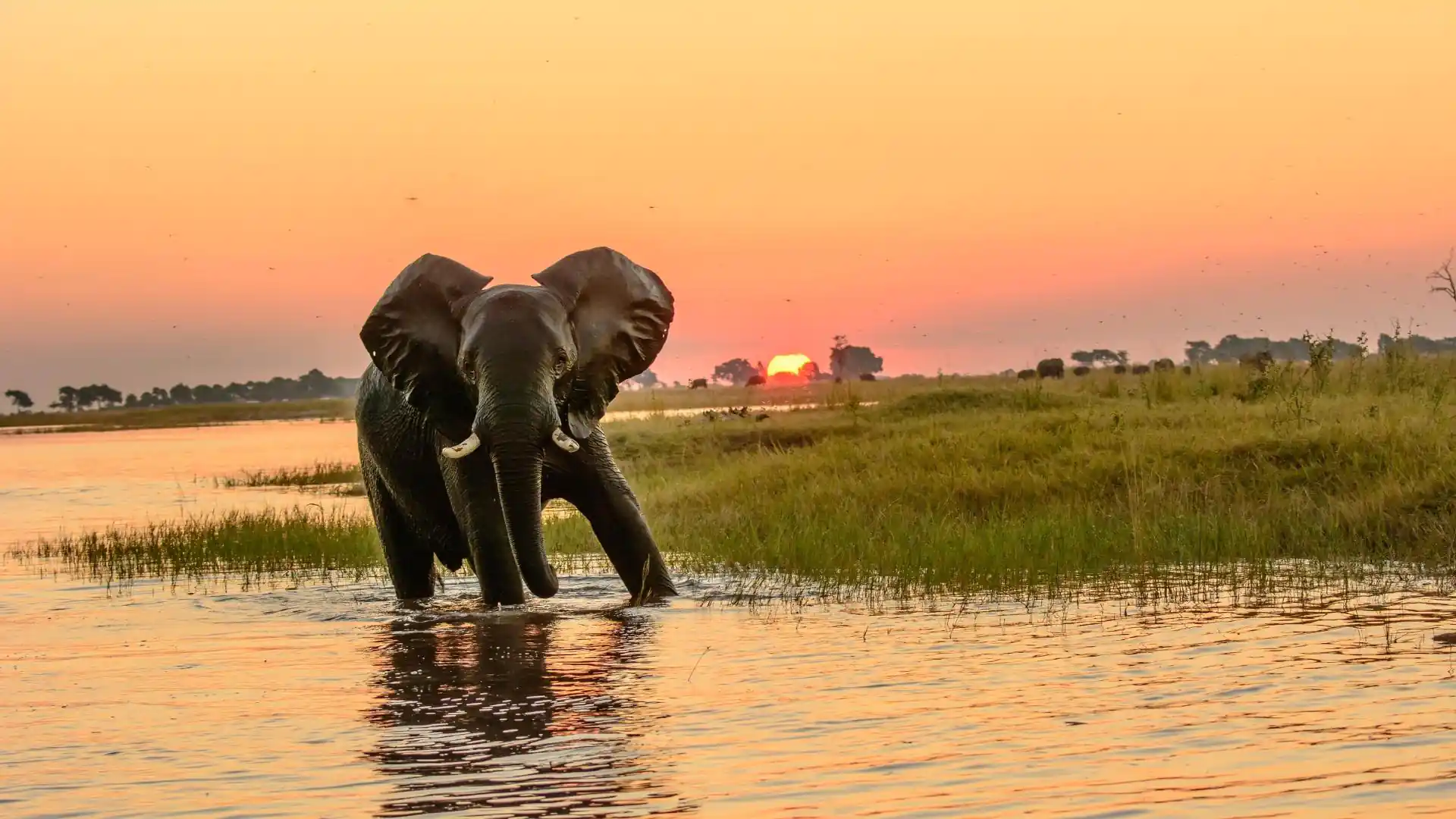 Elephant wading in the Okavango Delta