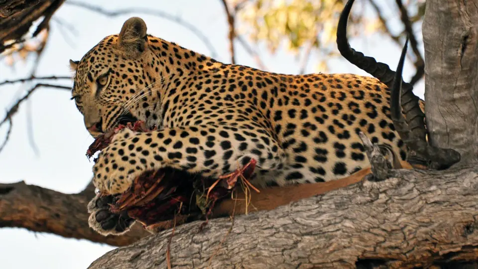 Botswana - leopard with impala kill in tree