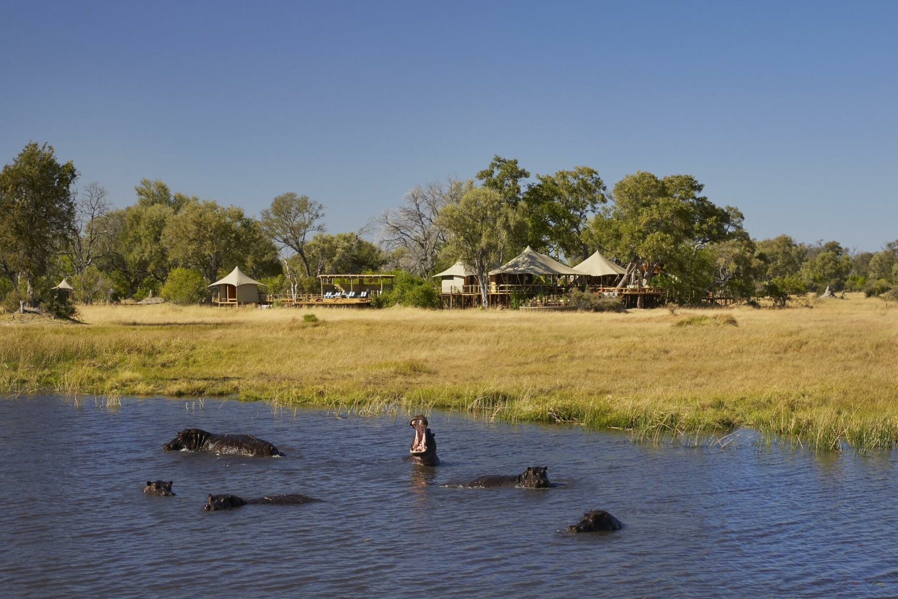 Hippos in front of Tuludi lodge