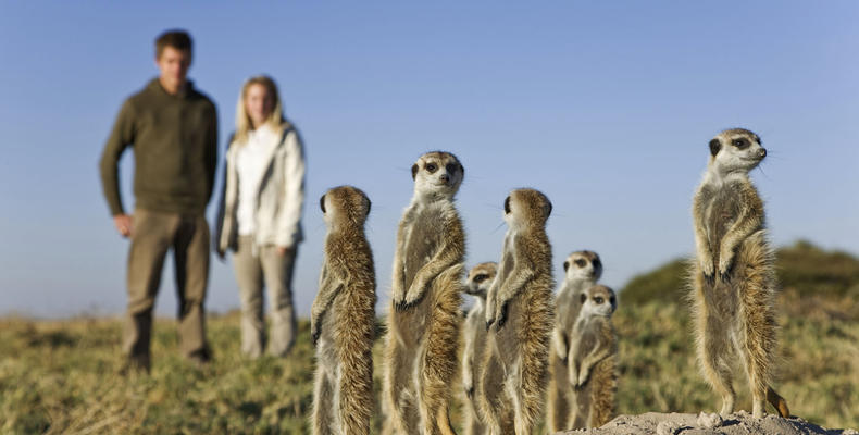 Meerkat encounter - Makgadikgadi Pans - Jacks Camp