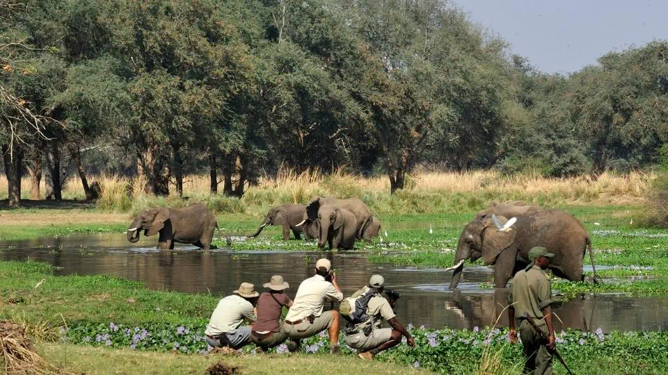 Walking safari - Okavango Delta - Botswana