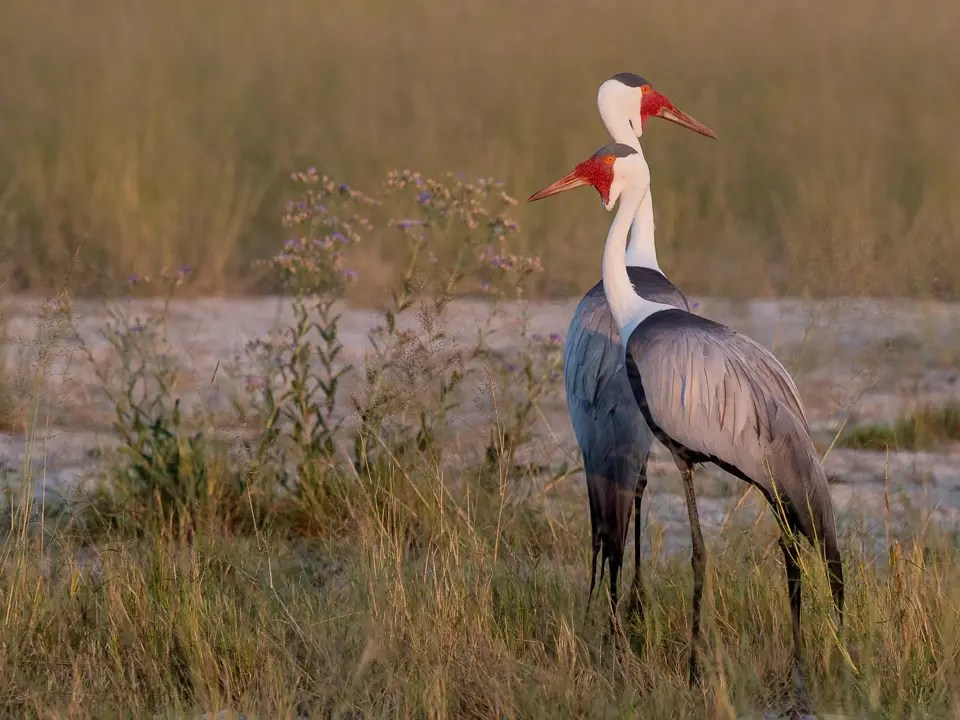 Wattled crane - Botswana birding safari
