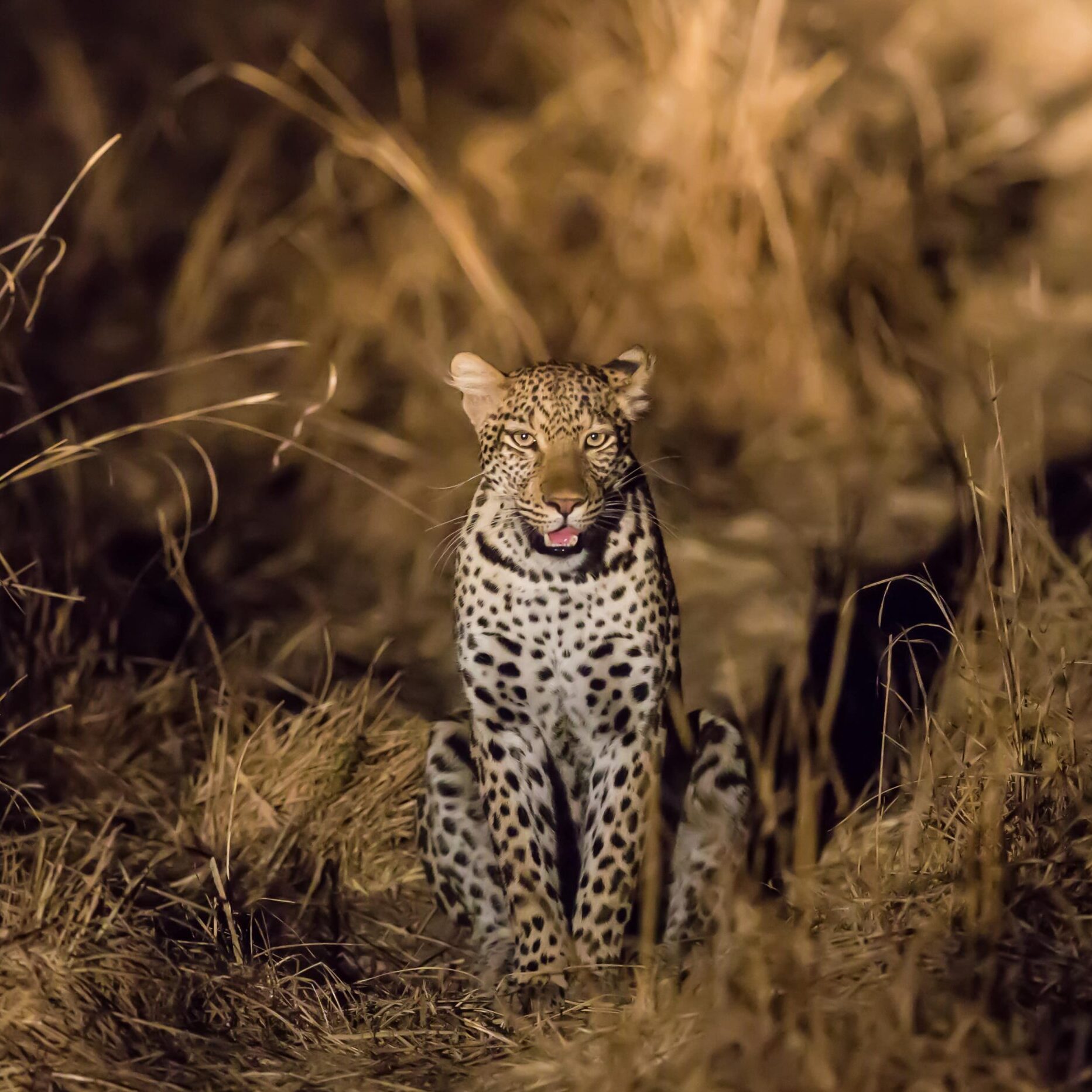 Go on a Night Safari